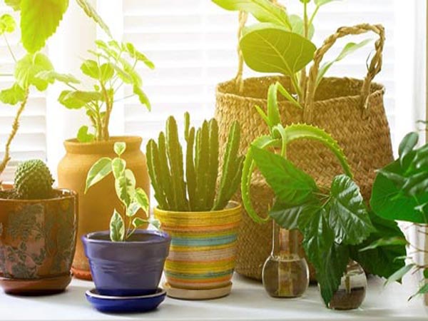 نوردهی در گیاهان آپارتمانی