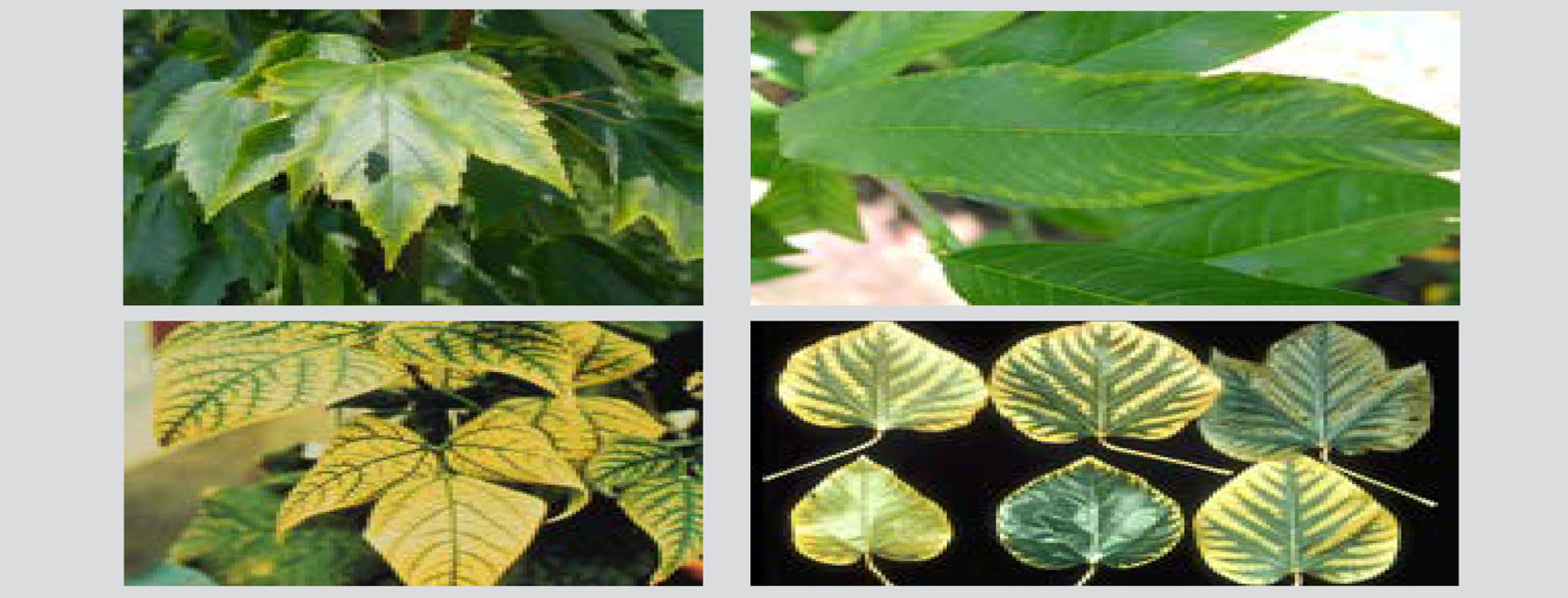 sign of manganese deficiency
