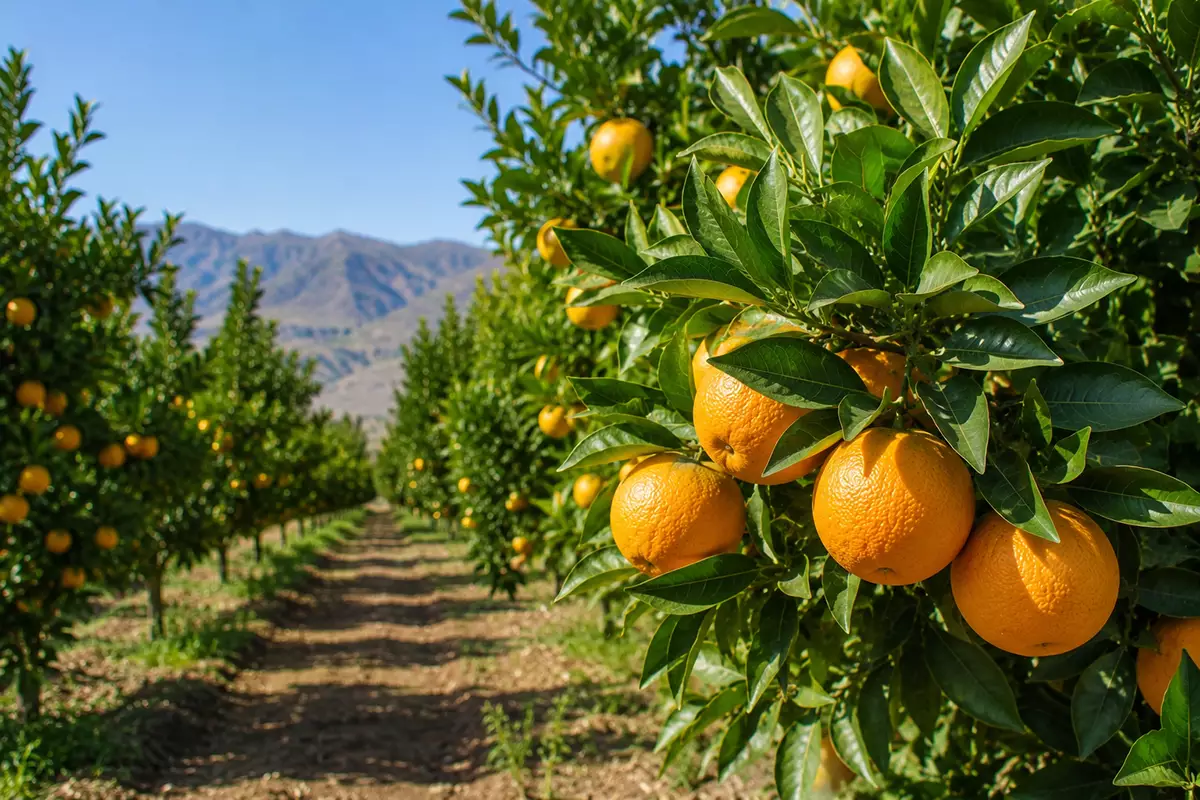 برنامه کودی مرکبات
