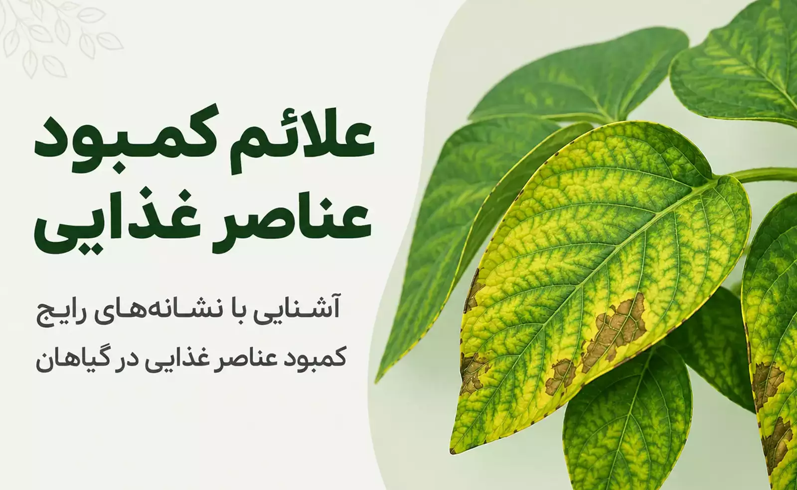 اصول تغذیه گیاهان