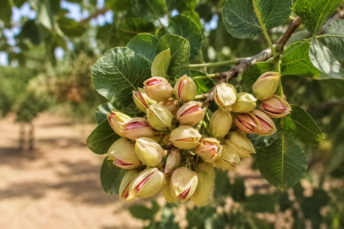 برنامه کودی پسته
