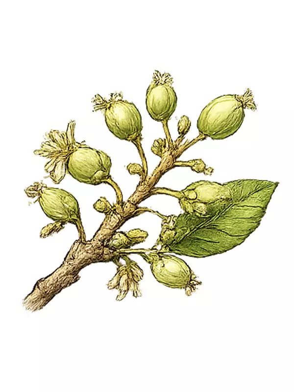 بعد از گلدهی پسته