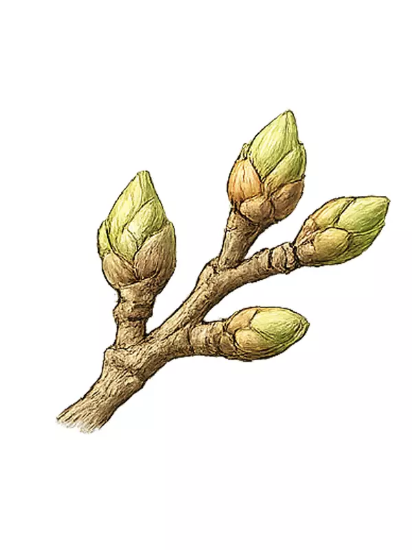 مرحله تورم جوانه پسته