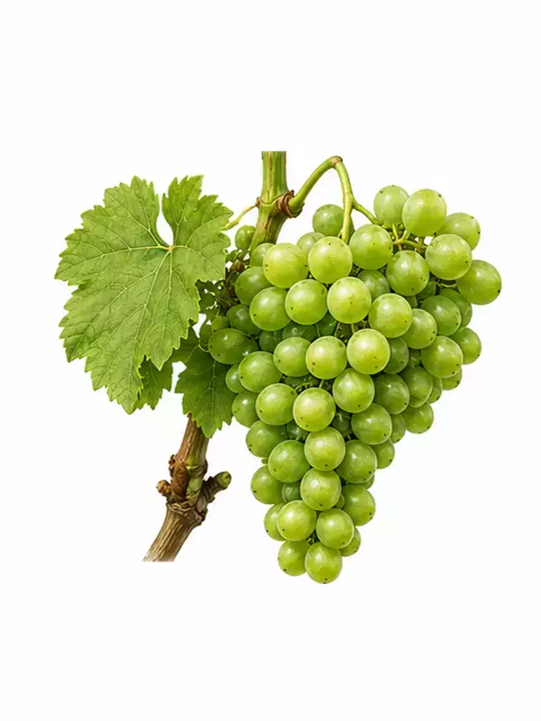 رسیدگی میوه انگور