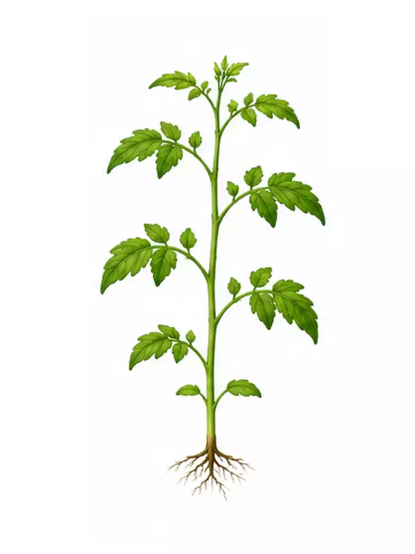 مرحله رشد رویشی گوجه فرنگی