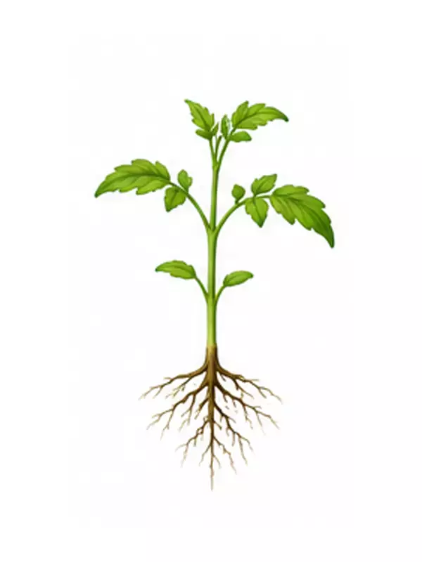 مرحله استقرار نشاء گوجه فرنگی
