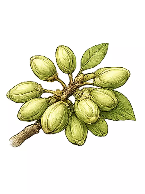 پر شدن مغز پسته