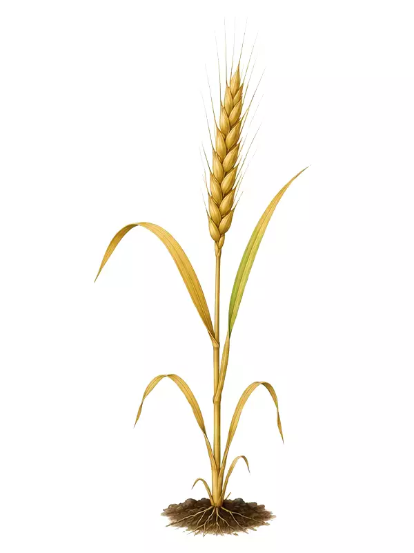 مرحله پرشدن دانه گندم