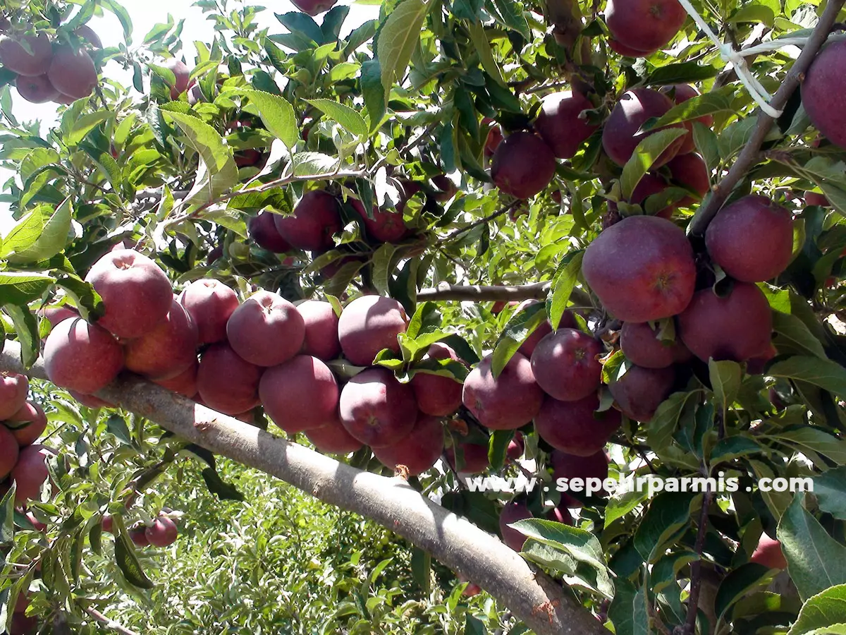 نتایج تغذیه باغ سیب