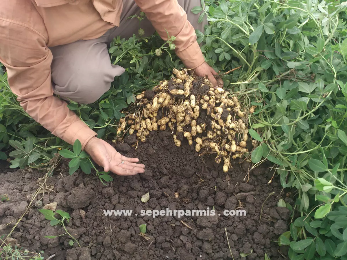 نتایج تغذیه بادام زمینی
