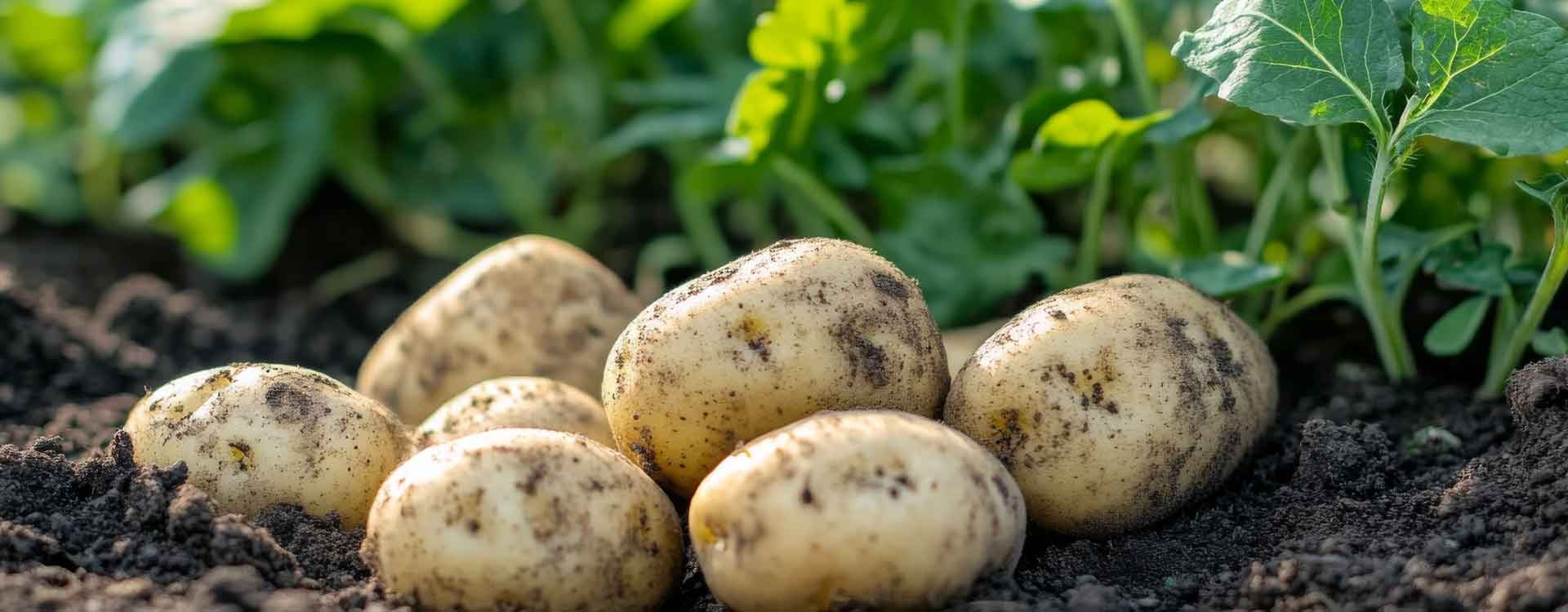 The effect of nano, biological and NPK fertilizers on potato