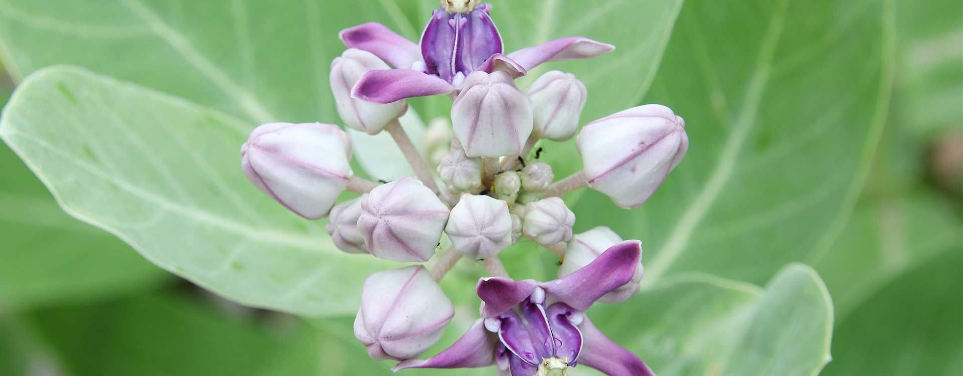 Calotropis Procera Response of Growth by use Nano-iron, Zinc and Organic Fertilizer