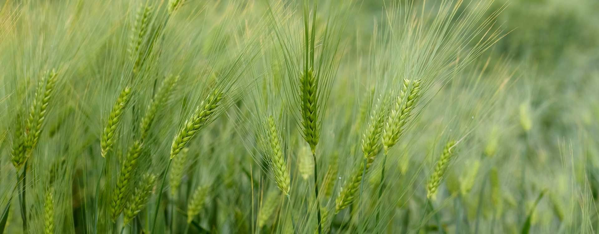 The effect of foliar application of nano-micronutrient fertilizers on barley yield