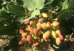 Nutrition on pistachio trees