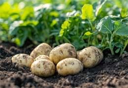 The effect of nano, biological and NPK fertilizers on potato