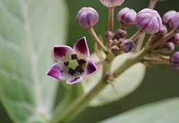 Calotropis Procera Response of Growth by use Nano-iron, Zinc and Organic Fertilizer