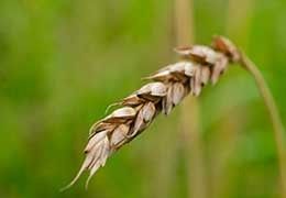 The effect of foliar application of nano-micronutrient fertilizers on barley yield