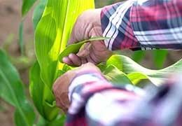 Impact of nano-chelated micronutrients and biological fertilizers on growth performance and grain yield of maize under deficit irrigation condition